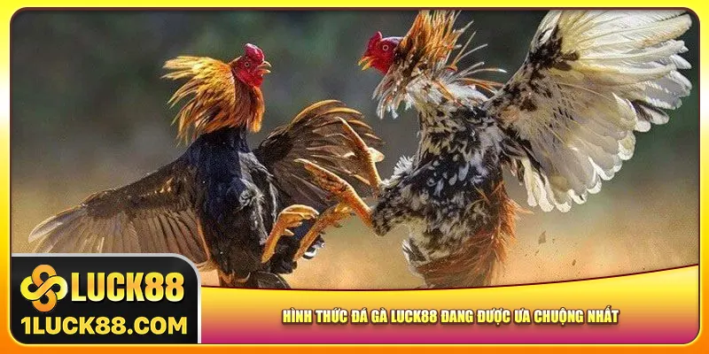 Hình thức đá gà Luck88 đang được ưa chuộng nhất